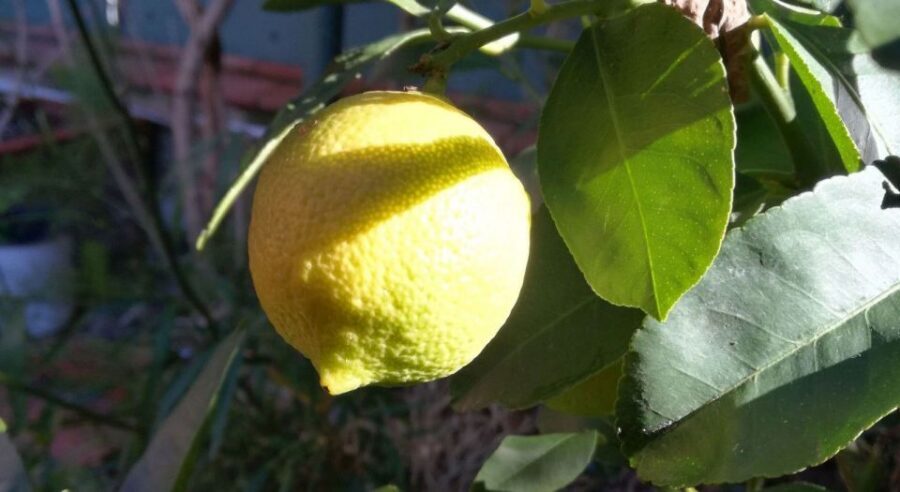 Palermo: Cooking and Limoncello Class - Capo Market ingredients: the start that makes the cooking click
