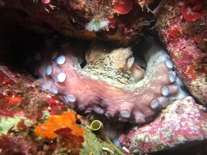 Palermo: Full-Day Snorkeling Boat Tour with Lunch and Wine - Snorkeling gear and instruction: included, fitted, and beginner-friendly