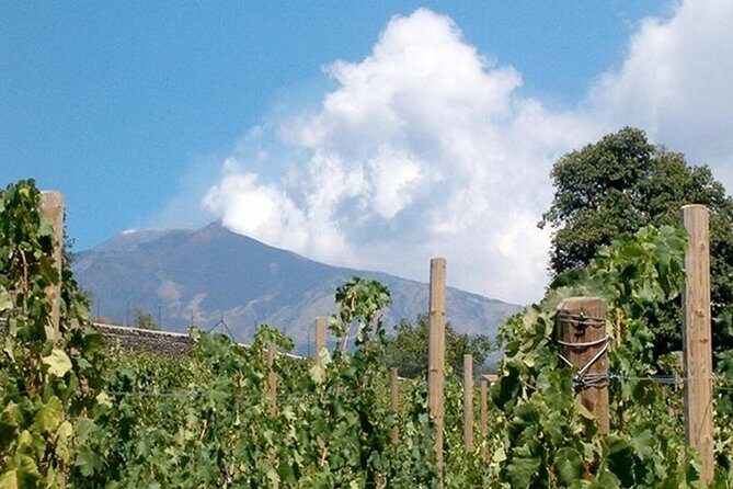 Private visit to the cellars of Etna with wine tasting - Mount Etna Wine Time: Cellars, Tasting, and Why It’s Worth the Focus