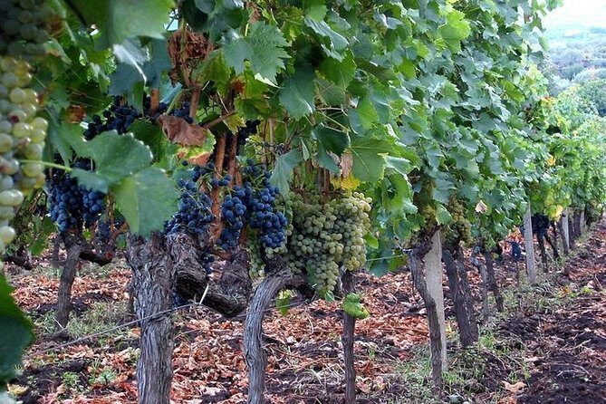 Private visit to the cellars of Etna with wine tasting - Lunch and Wine Tasting Included: The Value Math That Makes This Work