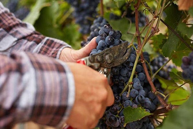 Private visit to the cellars of Etna with wine tasting - The Winery Stops: What You Can Expect From Tasting Days Like This