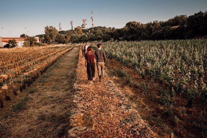 Sicilian Lunch with Wine Tasting - After lunch: urban vineyards and the 1790 historical family winery