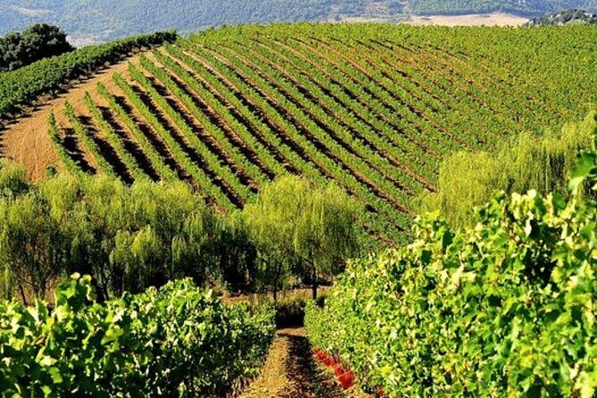 Sicilian Winery Tour with Wine Tasting from Palermo - Key points to know before you go