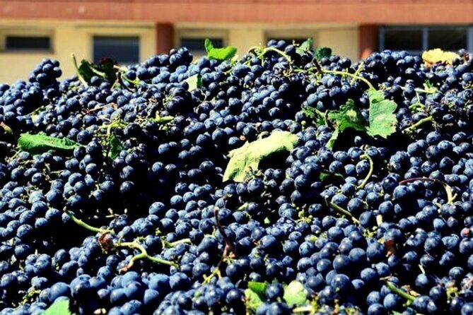 Sicilian Winery Tour with Wine Tasting from Palermo - How the tasting comparison can help your next bottle purchase