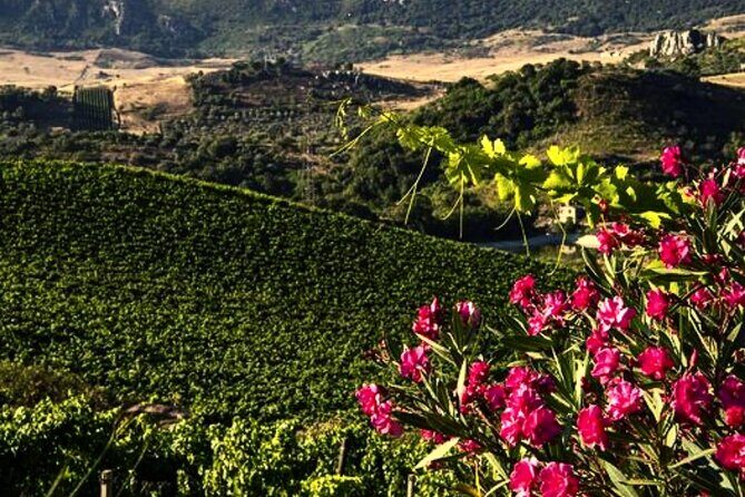 Sicilian Winery Tour with Wine Tasting from Palermo - The vibe: private group energy, English guidance, and Alessandro’s role