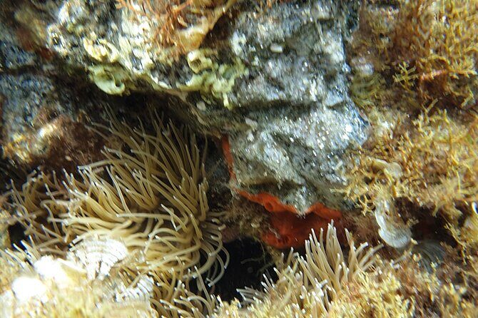 Snorkeling in Ustica (observation of marine flora and fauna) - Who should book this snorkeling outing
