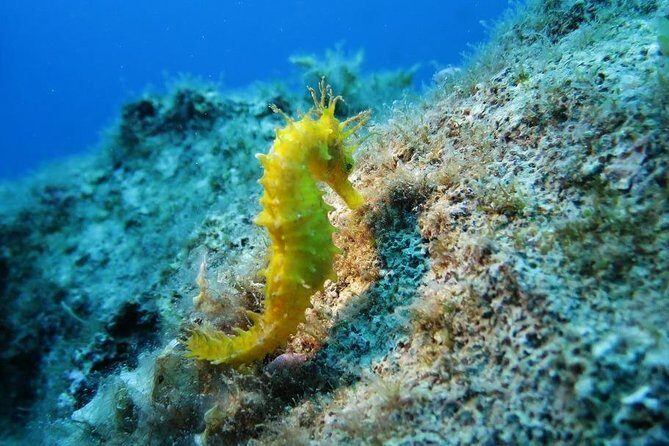 Snorkeling Tour Coast to Coast Taormina and Isola Bella - Key highlights in plain terms