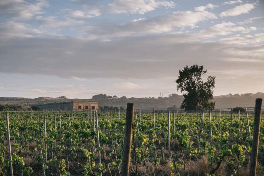 Syracuse: Exclusive Sicilian Wine Tasting Experience - Why Syracuse DOC deserves your time (and your palate)
