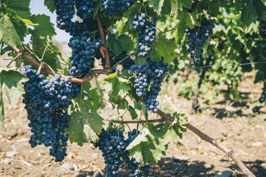Syracuse: Exclusive Sicilian Wine Tasting Experience - What you can do with what you learned (after the last sip)