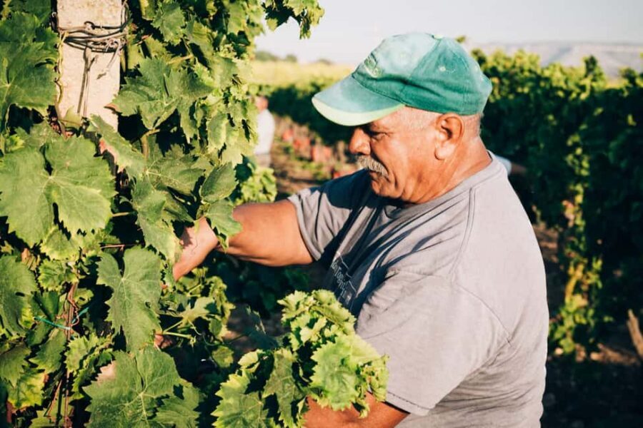 Syracuse: Exclusive Sicilian Wine Tasting Experience - Getting to Azienda Agricola Pupillo near Contrada La Targia