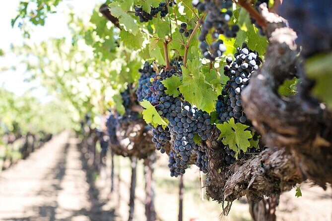 Tour of the Etna cellars, typical lunch and wine tasting - Hotel pickup and how the timing really feels
