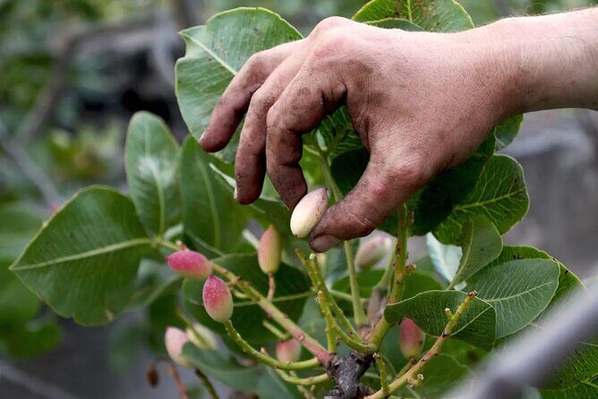 tour with tasting in the Bronte pistachio plantations - Key things to know before you go