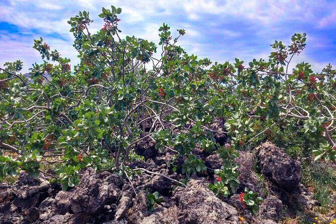 tour with tasting in the Bronte pistachio plantations - Why Bronte pistachios taste different in Sicily