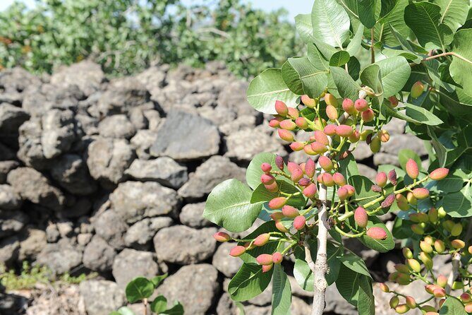 tour with tasting in the Bronte pistachio plantations - The orchard visit in Bronte: what you learn about real farming