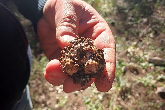 Truffle hunting in the Sicani mountains: a unique experience in Sicily - Key takeaways before you go
