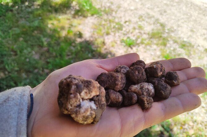 Truffle hunting in the Sicani mountains: a unique experience in Sicily - Truffle hunting in the Sicani Mountains: why this trip feels real