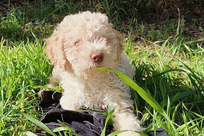 Truffle hunting in the Sicani mountains: a unique experience in Sicily - How the craft works: terrain, timing, and why the dog matters