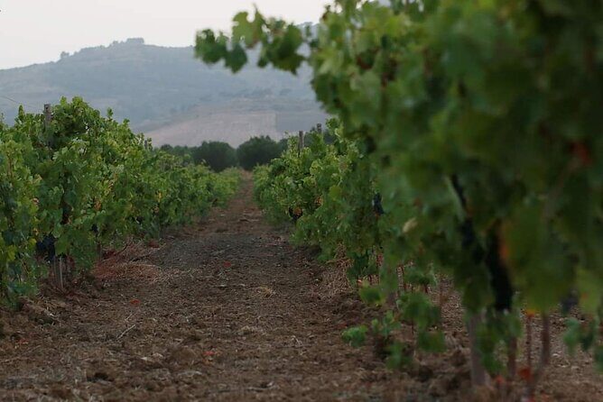 Wine Tour in the historic Baglio Florio Adamo with Lunch - Price and value: is $78.44 a fair deal?