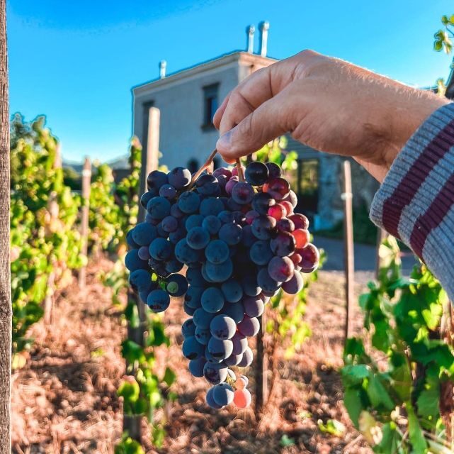 Wine tour with wine tasting - Etna Wine, Explained Where It Grows (Not Just in a Glass)