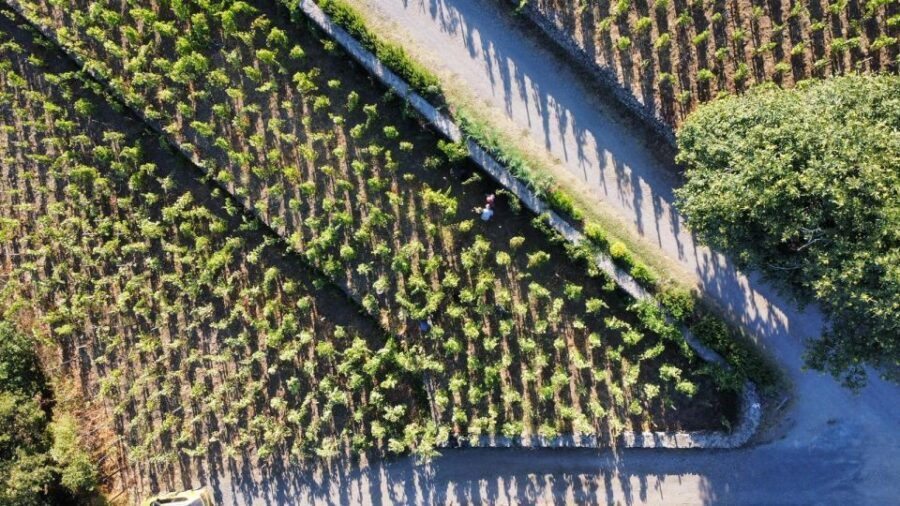 Wine tour with wine tasting - The Old Palmento Stop: Where Etna Wine Work Used to Happen
